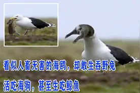 看似人畜无害的海鸥，却敢生吞野兔，活吃海狗，甚至生吃鲸鱼视频封面