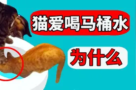猫为什么爱喝马桶里的水？ 这是猫的恶趣味吗？