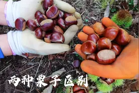 资深庄稼院峰叔 为你介绍油栗子和大板栗的区别 长相上你认识了吗视频封面