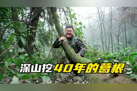 小伙深山遇到一根长了50多年的老葛根藤，挖出来的葛根实在太大了