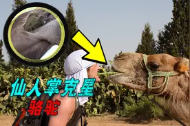 长满尖刺的仙人掌，骆驼“铜牙铁齿”直接生吞，为啥它不怕刺扎？