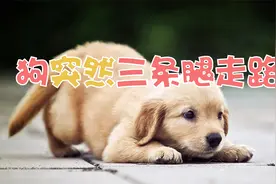 狗突然三条腿走路视频封面
