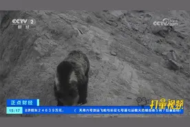 新疆罗布泊野骆驼国家级自然保护区首次拍摄到棕熊影像视频封面