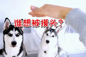 把手放在二哈头上，却不摸它，是啥反应？