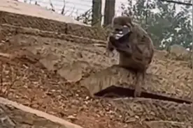 女子手机掉落猴山被猴子捡走，当事人：猴子接了我电话，还挂断了