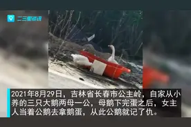 女主人当着公鹅面拿鹅蛋被记仇上演追逐大战视频封面