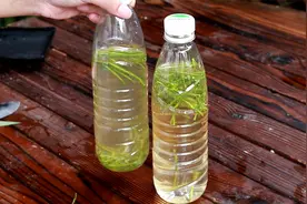 用柳树枝自制“强力生根水”，养啥花都旺视频封面