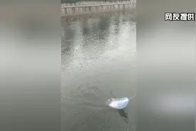 北京通惠河禁捕区又现“捕鱼达人” 撒网捕鱼对禁捕标语视若无睹视频封面