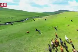 航拍呼伦贝尔草原夏季美景：青青草原上牛羊成群视频封面