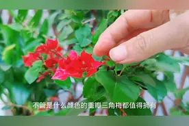 三角梅中很优秀的4个品种，养了它们，真的不愁不开花视频封面