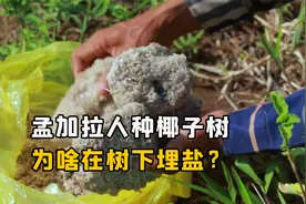 孟加拉人种植的椰子树，为什么要在地里埋盐？不怕把树腌死吗？