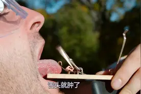 捕鼠夹的威力有多大？小哥用舌头测试，隔着屏幕感觉舌头疼！视频封面