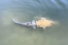 鲶鱼吃东西，试图吞下跟自己同样大的鱼，这叫一口吃成一个大胖子视频封面