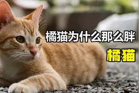 #橘猫  为什么橘猫里公猫多呢？