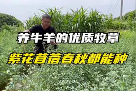 种草养牛羊，紫花苜蓿耐旱、抗寒-40度，种植简单，营养价值高！
