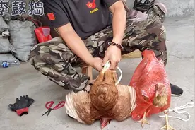 最新的活鸡处理方法，给鸡穿上塑料袋衣服，一动不动太好处理了