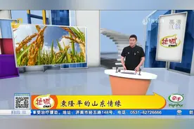 袁隆平的山东情缘：广泛试种杂交水稻，青岛产海水稻走向全国视频封面