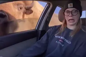 开车遇到真老虎，百兽当街疯狂舞！视频封面