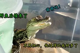 你们担心的小鳄鱼后续来了！视频封面