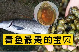 为什么青鱼吃螺蛳，像嗑瓜子一样简单？这个部位发挥了大作用