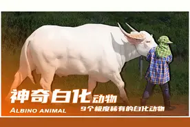 9个极度稀有的白化动物，你可能没看过的白化动物