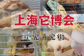 5分钟，带你云逛上海它博会的小宠异宠街！视频封面