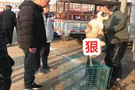 在凶猛的狗，经过狗贩子面前都会害怕，原因令人意外视频封面