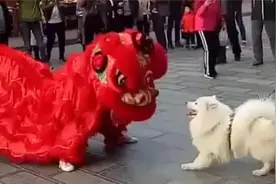 会舞狮的狮子狗，你见过吗？