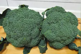 西兰花用盐和面粉洗，等于吃虫卵，教你一招，洗的干净吃的放心