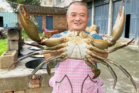 1300买只巨型青蟹王，光蟹钳就有手臂粗，太罕见了！视频封面