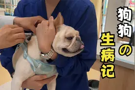 滑板狗突发肠胃炎，拉血又吐紧急就医，都是贪吃惹的祸！视频封面