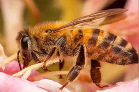 蜂群中失去蜂王后蜂群就灭了？工蜂有的是办法？佩服工蜂智慧