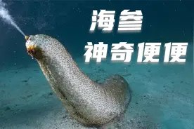 海参的便便可以净化海洋，专家表示极有价值，看完你想吃它吗？