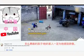 中国勇敢的男孩吓跑牛保护妹妹 哥哥：“我来保护你”视频封面