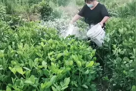 种植花生增产小妙招，花期后撒上一物，产量翻倍，还有杀虫的功效视频封面