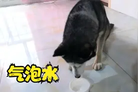 主人骗哈士奇喝气泡水，它会上当吗？网友:做个人吧