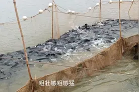 广东生鱼开始涨价塘头突破10块，流通商开始抢鱼了视频封面