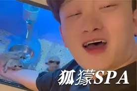 细数狐獴几大缺点！我觉得我跟它们真玩不到一块去！