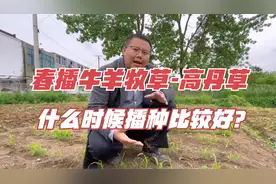 春播养牛羊的品种，高丹草怎么种植？播种后什么时候收割？视频封面