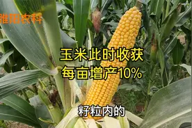 玉米在这个时间收获，籽粒饱满产量高，每亩可增产10%以上视频封面