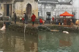 村民杀年猪一不小心猪逃到池塘里，下一幕让人不淡定了：猪会游泳