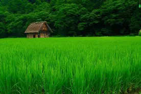 不断的学习和总结才有现在的十一选五经验的分享。视频封面