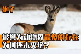傻狍子能有多傻？受到惊吓屁股开花，遇到危险坚持吃瓜