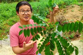 碰到漆树不用担心，小伙教你几招预防过敏，非常实用视频封面