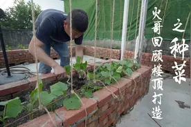楼顶菜地种下萝卜黄瓜白菜，加几篓竹子，火哥的菜园可还行超长版视频封面