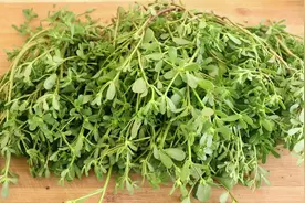 野菜马齿苋超经典的做法，饭店几十元一盘，在家几分钟学会，真香