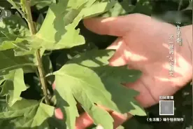 既能吃又实用的艾草在蕲春人见人爱