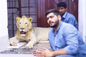 俩小伙把壮年狮子当宠物养，看家护院，没小偷敢光顾！视频封面