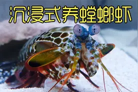 养一只可怕的螳螂虾，连鱼缸的玻璃都能打碎，没想到...
