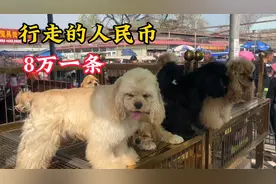 亲眼目睹一条狗8万成交，称为“行走的人民币”，曾经卖过30万视频封面